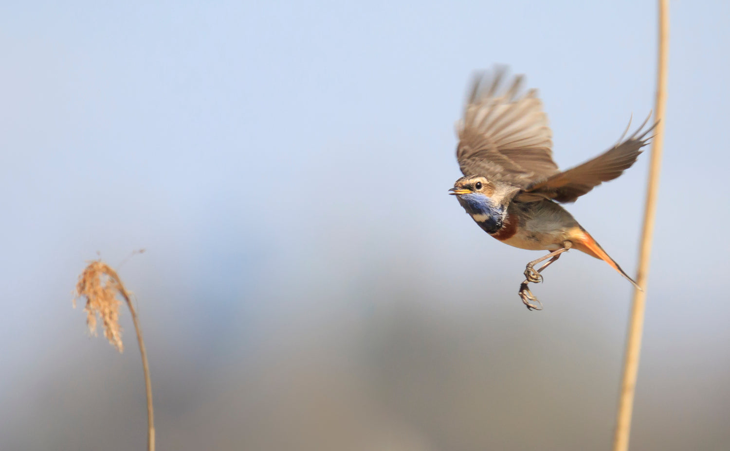 Fliegendes Blaukehlchen